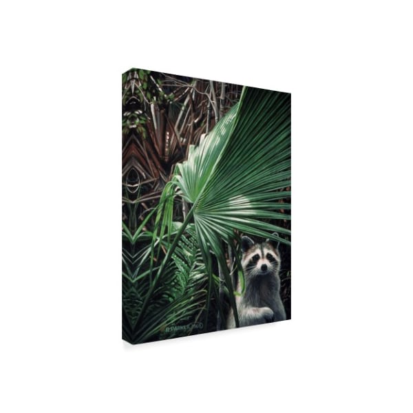 Ron Parker 'Everglades Raccoon' Canvas Art,14x19